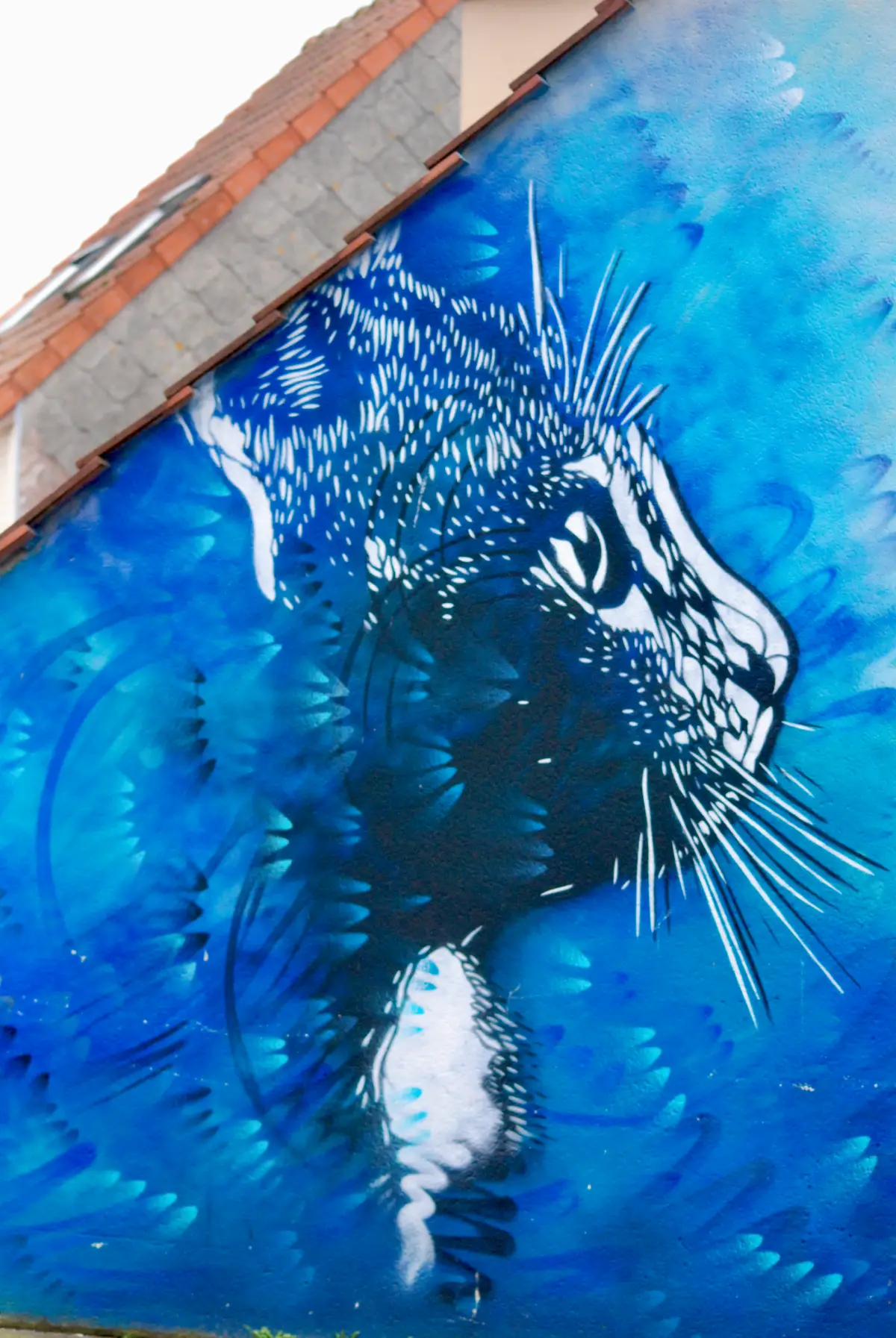 Chat bleu de C215