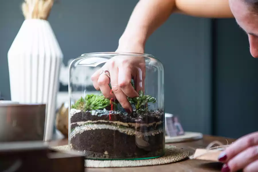 terrarium avec plantes tropicales à faire soi-même déco