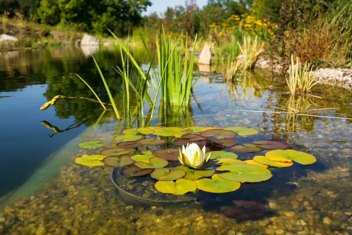 Nénuphar, plantes aquatiques dans une piscine naturelle